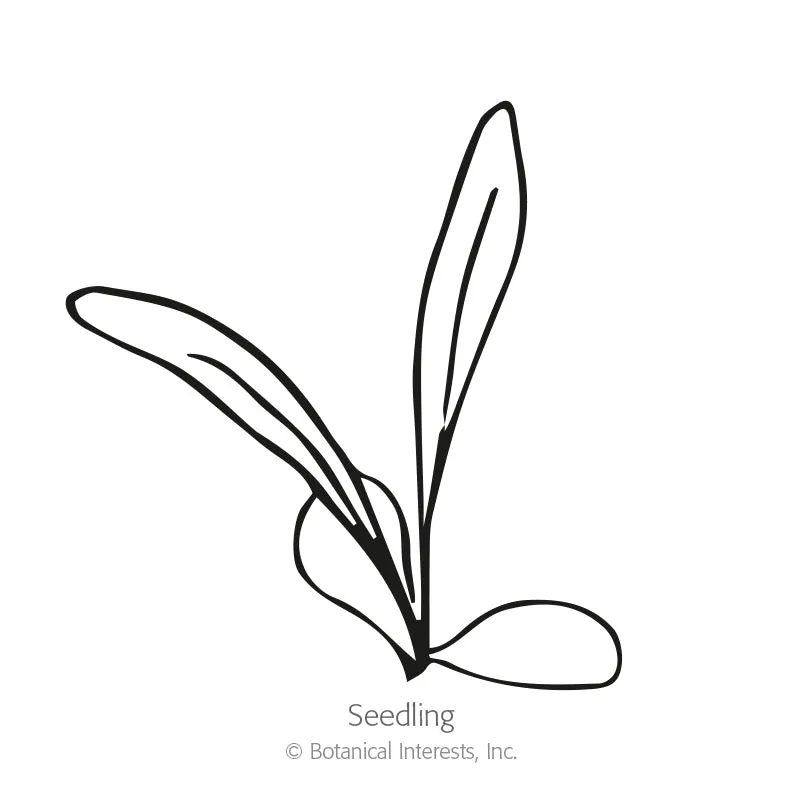 The Bride Bachelor's Button Seeds